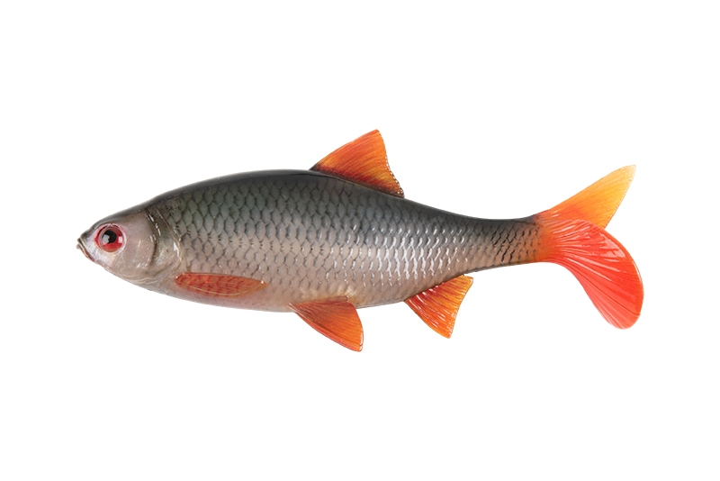 Ultra Natural Roach 14cm/29gr