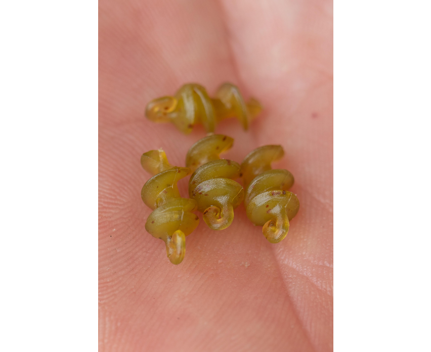 Smokescreen Meat Screws