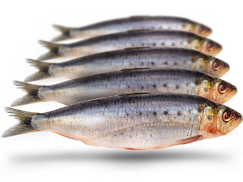 Sardines