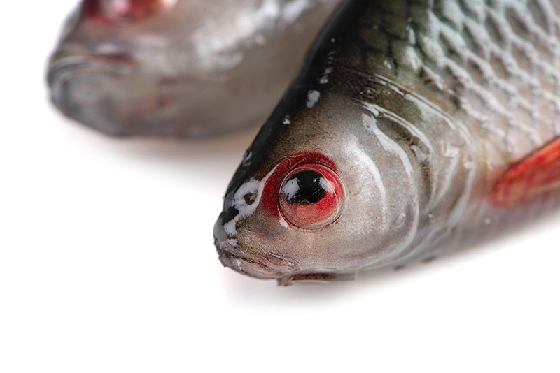 Ultra Natural Roach 14cm/29gr