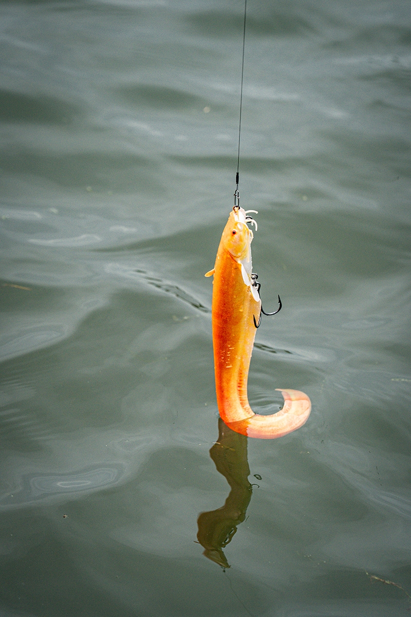 Ultra Natural Replicant Catfish 10cm/21gr Golden
