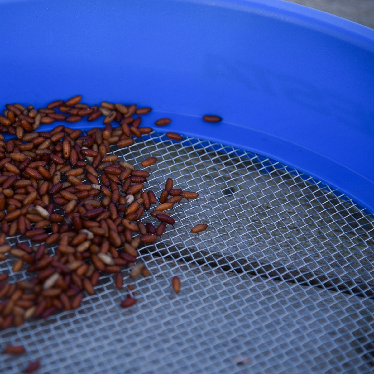 SUPA RIDDLE SQUARE MESH 3MM