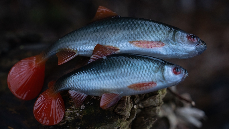 Ultra Natural Roach 14cm/29gr