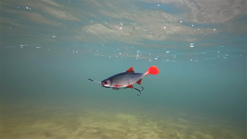 Ultra Natural Roach 14cm/29gr