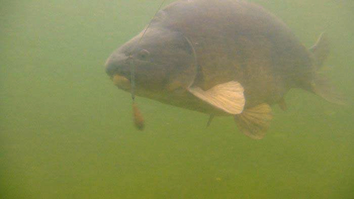 Heli-Chod Buffer Hood  Weed