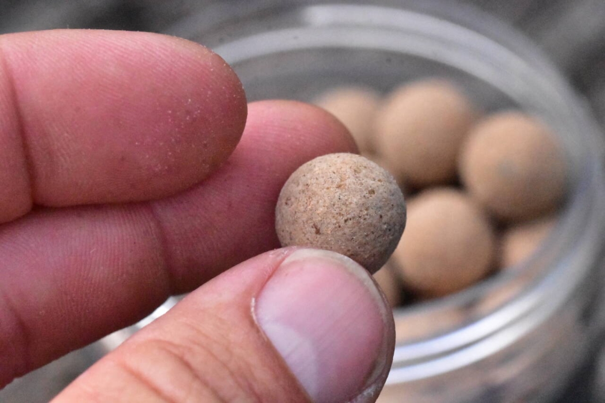 Hot Crab & Krill Pop-Ups 15mm