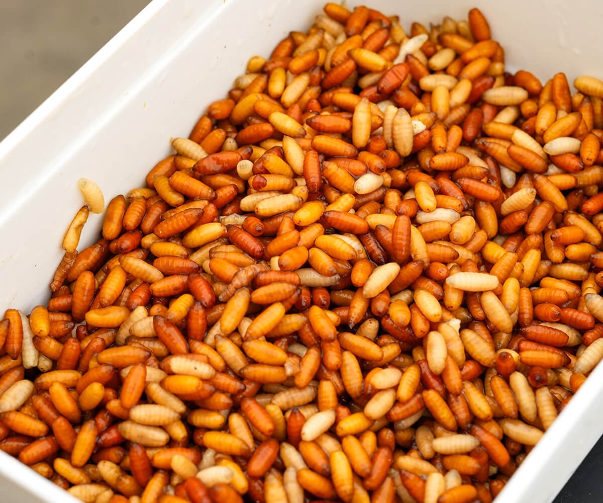 Bait Tube Holed Lid 600ml