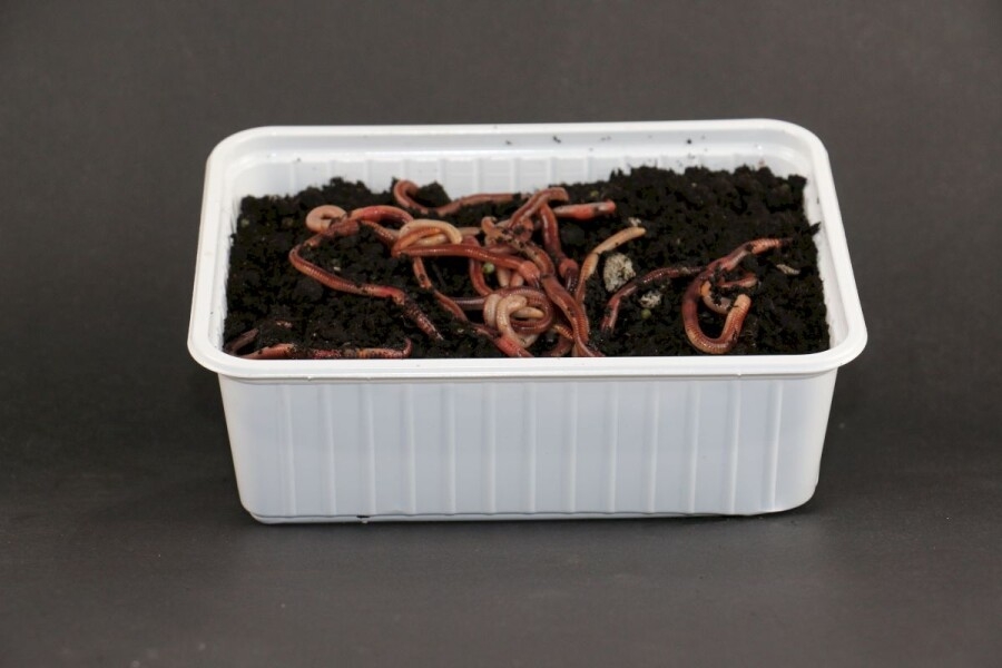 SPRINGERS (GROTE DOOS)