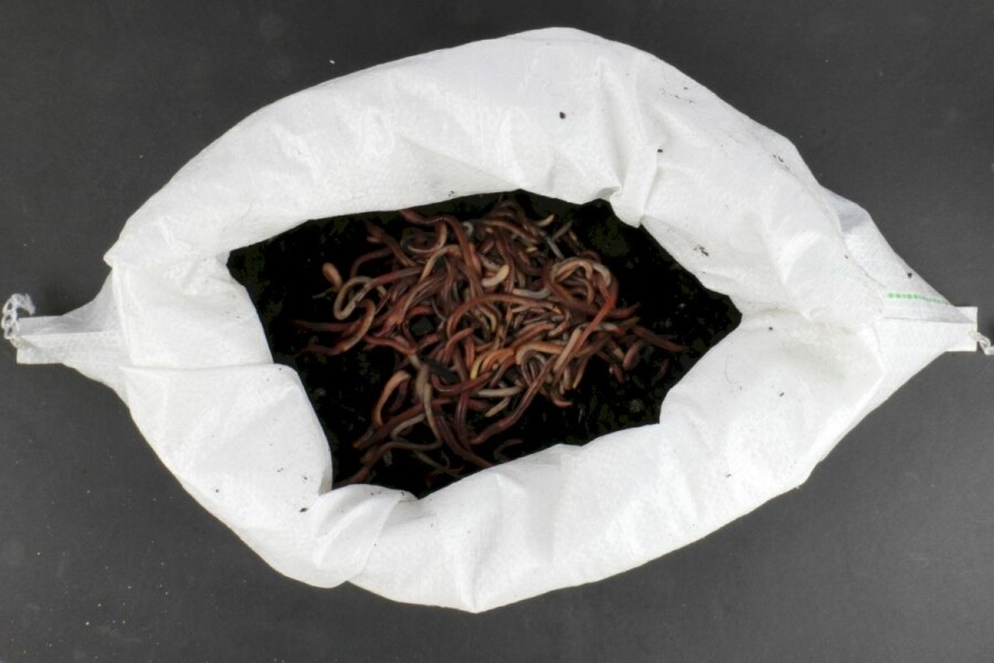 Zak Wormen/Denro's 1kg