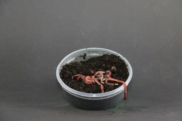 Klein Bakje Springers/Dendro's