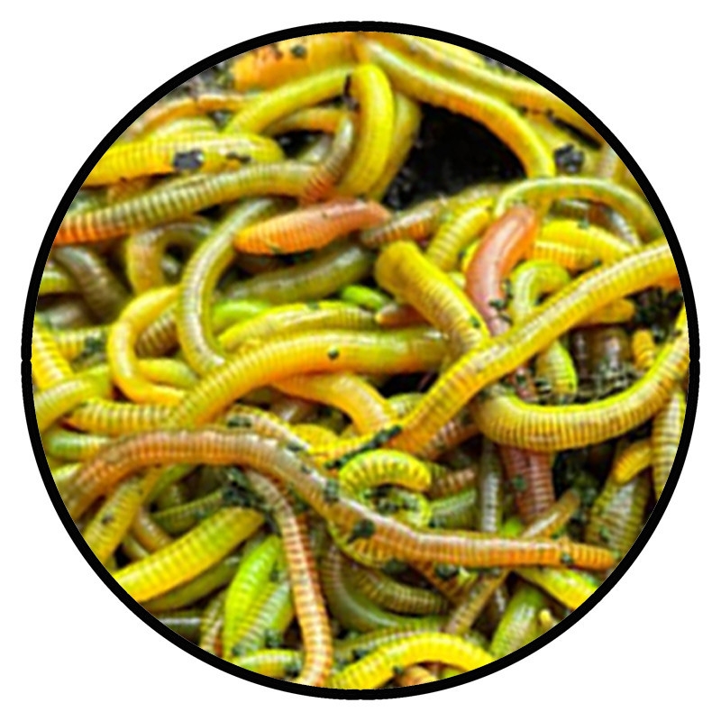 Fluo Worms Natural Mix