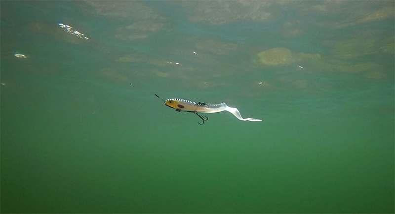 Slick Eel UV Silver Halo 21cm