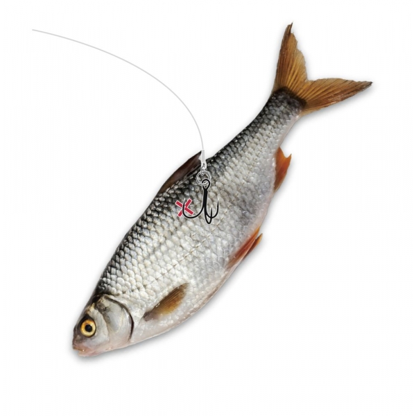 Ghost Traces Float Rig Dreg #6